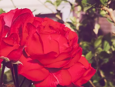 Купить Кустовые розы в шляпной коробочке с доставкой в Люберцах - «Игнолия»