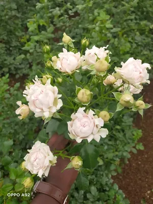 Чайная роза: сорта и виды, уход за растением
