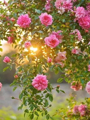 Кусты роз в саду (40 фото) - 40 фото