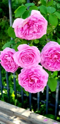 Какие сорта роз лучше всего подходят для выращивания на Урале?: Общество:  Облгазета