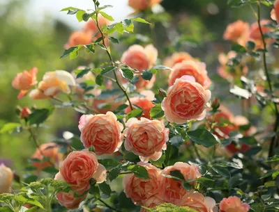 Просто самые красивые кустовые розы в бабушкином саду 😍 Очень тёплая и  красивая осень в этом году🍂 | Instagram