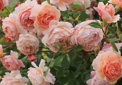 Как вырастить розы в Сибири: бухгалтер из Тюмени вырастила на даче розовый  сад - 4 августа 2022 - 72.ru