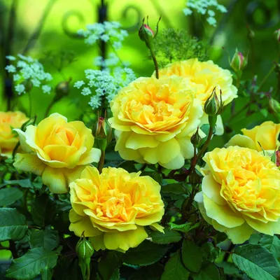 Саженцы кустовых роз купить в Москве недорого, цена от питомника  производителя