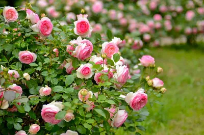 Как посадить розу осенью и весной. Советы опытных цветоводов