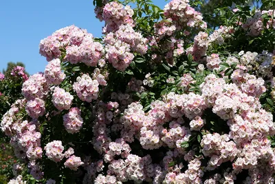 Кустовые цветы для сада многолетние - фото и картинки: 62 штук