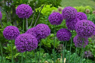 Фиолетовый цветок гортензии красивые кустовые цветы в саду разные цвета  гортензии | Премиум Фото