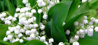 Неповторимый аромат майских ландышей: как создать волшебный сад - Green  Market
