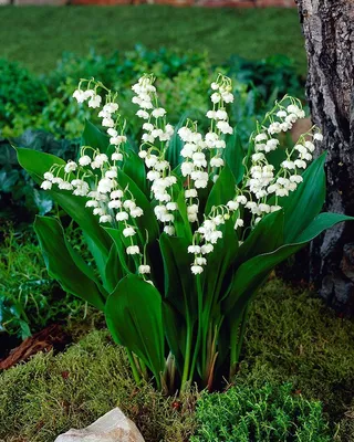 Ландыш майский Flore Pleno - Ландыш - GardenPlants