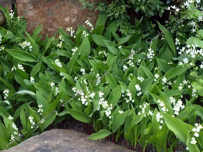 Ландыш майский - Ландыш - Травянистые растения для открытого грунта -  GreenInfo.ru