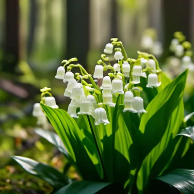 Ландыша цветы в саду в солнечный весенний день Стоковое Фото - изображение  насчитывающей флористическо, предмет: 191671288