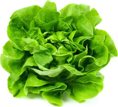 Купить салат-латук Мистер Грин Экспертайз в горшочке, 100 г, цены на  Мегамаркет | Артикул: 100029463591