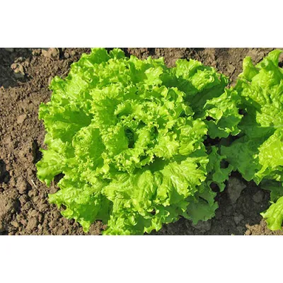 Салат Латук 1.5 г: продажа, цена в Ирпене. Семена и рассада овощных культур  от \"rozamimoza\" - 1560083326