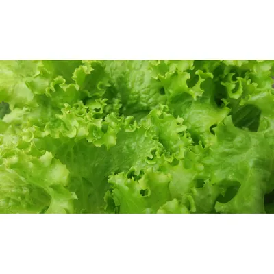 Луки, редиски, салат, петрушка, укроп, кориандр, на деревянном Стоковое  Фото - изображение насчитывающей зеленый, здоровье: 89541158