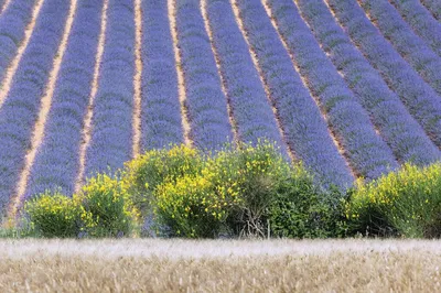 лаванда в саду в средиземноморском стиле. кусты лаванды в цвету. пурпурные  цветы лаванды пахнут в саду. Стоковое Изображение - изображение  насчитывающей поле, взорвать: 226399739