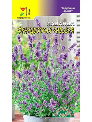 Лаванда Хидкот Блю Стрейн (Hidcote Blue Strain) семена купить в Украине |  Веснодар