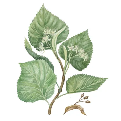Липа мелколистная (Tilia cordata)