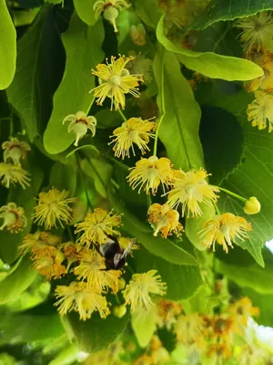 На Кумысной поляне цветёт Липа — Кумыска Онлайн