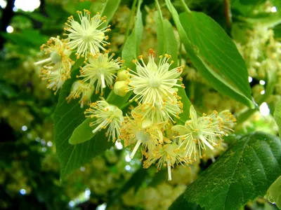 Цветение липы, божественный аромат | Пикабу