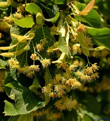 Травы Горного Крыма Липа сушеная липовый цвет чай, 25 гр