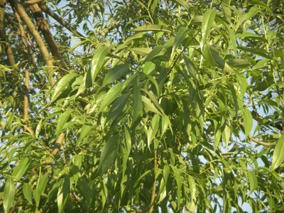 Файл:Листья ивы.jpg — Википедия