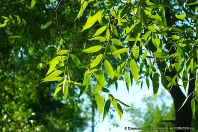 Листья ивы осенью (43 фото) - 43 фото
