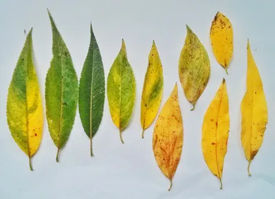 Цвет листьев ивы осенью - 51 фото
