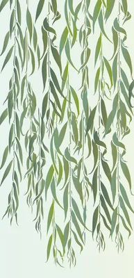 Листья Ивы — стоковые фотографии и другие картинки Willow Leaf - Willow  Leaf, Без людей, Белый фон - iStock