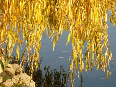 Купить 6,56 футов искусственный серебряный доллар, эвкалипт и листья ивы,  лозы, подвесная гирлянда из листьев для украшения садовой стены по выгодной  цене в интернет-магазине OZON.ru (1306017939)