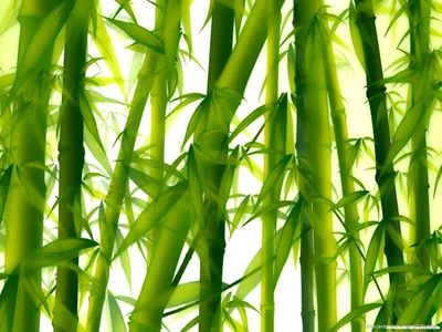 Bamboo leaf Стоковые фотографии, картинки, все без лицензионных отчислений  - Envato Elements