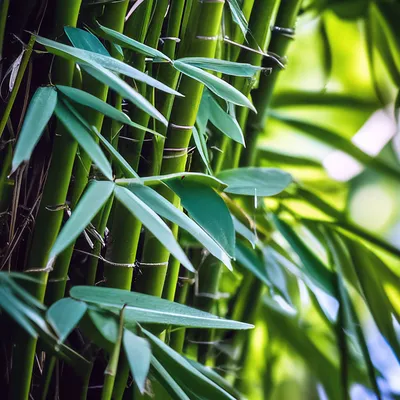 Листья бамбука - ParovozChips