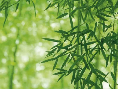 Купить Букет листьев бамбука , длинна 40 см, 7 веток , цвет зелёный (0,057)  в интернет-магазине Mariza-shop