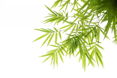 Зеленые листья бамбука на белом фоне :: Стоковая фотография :: Pixel-Shot  Studio