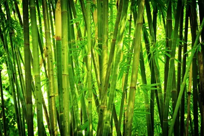 Листья бамбука маринованные 5*29 см WEISHENHE, упак, 100 шт/150 гр, 30  упак/кор, Китай - купить оптом в Калининграде