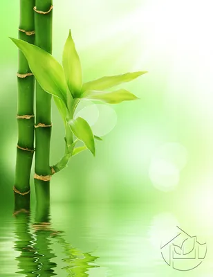 Купить Листья бамбука 25см 100шт по цене 174 грн. в Украине магазин Суши  Повар