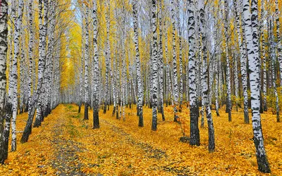 Березовые листья осенью - 45 фото