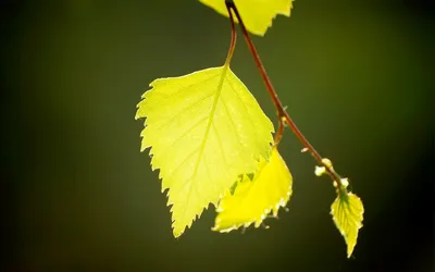 Осенний лист березы, изолированный на белом фоне Зеленый и желтый осенний лист  березы на белом фоне Осень закрытой березы Стоковое Изображение -  изображение насчитывающей автомобилем, цветасто: 160298371