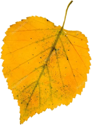 Осень Листья Березы — стоковые фотографии и другие картинки Без людей - Без  людей, Белый фон, Берёза - iStock