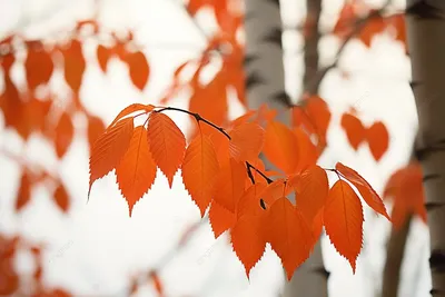 желтый цвет листьев березы осени Стоковое Фото - изображение насчитывающей  померанцово, листво: 21375832