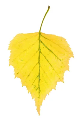 Листья березы осени стоковое изображение. изображение насчитывающей листья  - 38328485