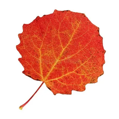Осенние листья берёзы — Fokart.net