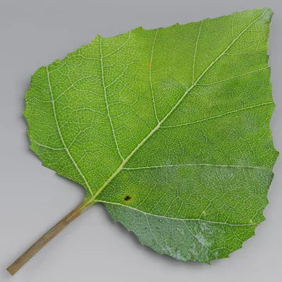Листья тополя осенью (62 фото) - 62 фото