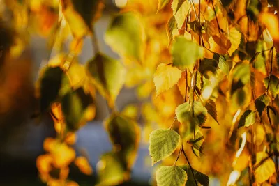 Шаблон осенних листьев березы - 31 фото