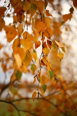 Желтые листья березы осенью на деревянной фон Стоковое Фото - изображение  насчитывающей изолировано, экологический: 197546066