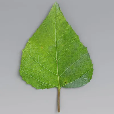 Листок березы осенью (60 фото) - 60 фото