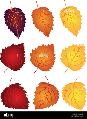 листья березы осени стоковое изображение. изображение насчитывающей конец -  16639041
