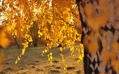 Осень Береза Природа - Бесплатное фото на Pixabay - Pixabay