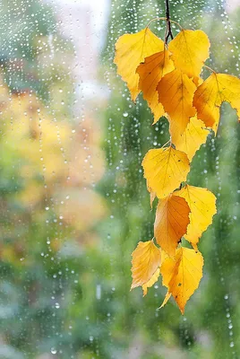 Листья березы осенью пожелтели. Stock Photo | Adobe Stock