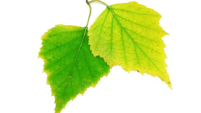 Листья березы осенью фото фото
