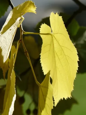 Листья березы качаются на ветру ранней осенью, Стоковые видеоматериалы  Включая: осень и закрыть - Envato Elements