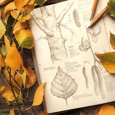 Листья березы.Осень. :: Ирина – Социальная сеть ФотоКто